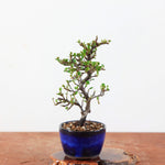 Bonsai Cotoneaster horizontalis