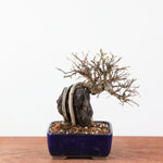 Bonsai Ulmus Parvifolia ‘Kurkbast’ op Steen