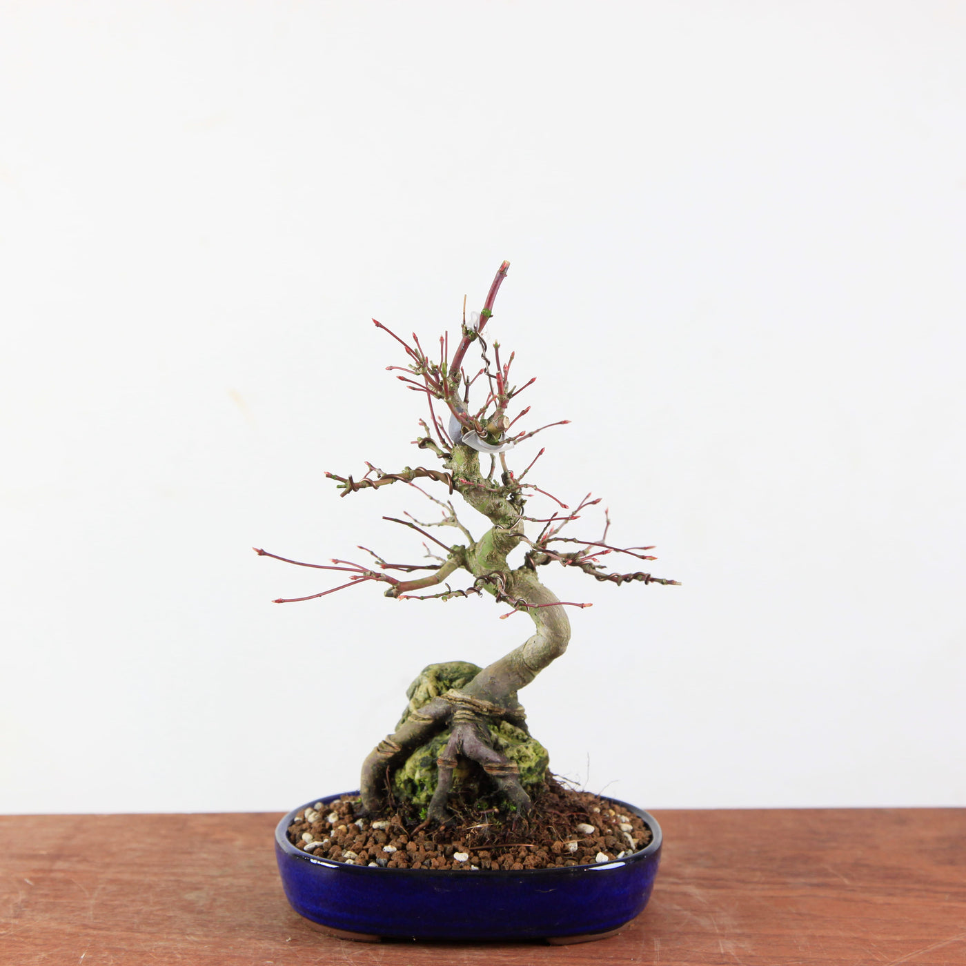 Bonsai Acer Palmatum (Japanse Esdoorn) op Steen