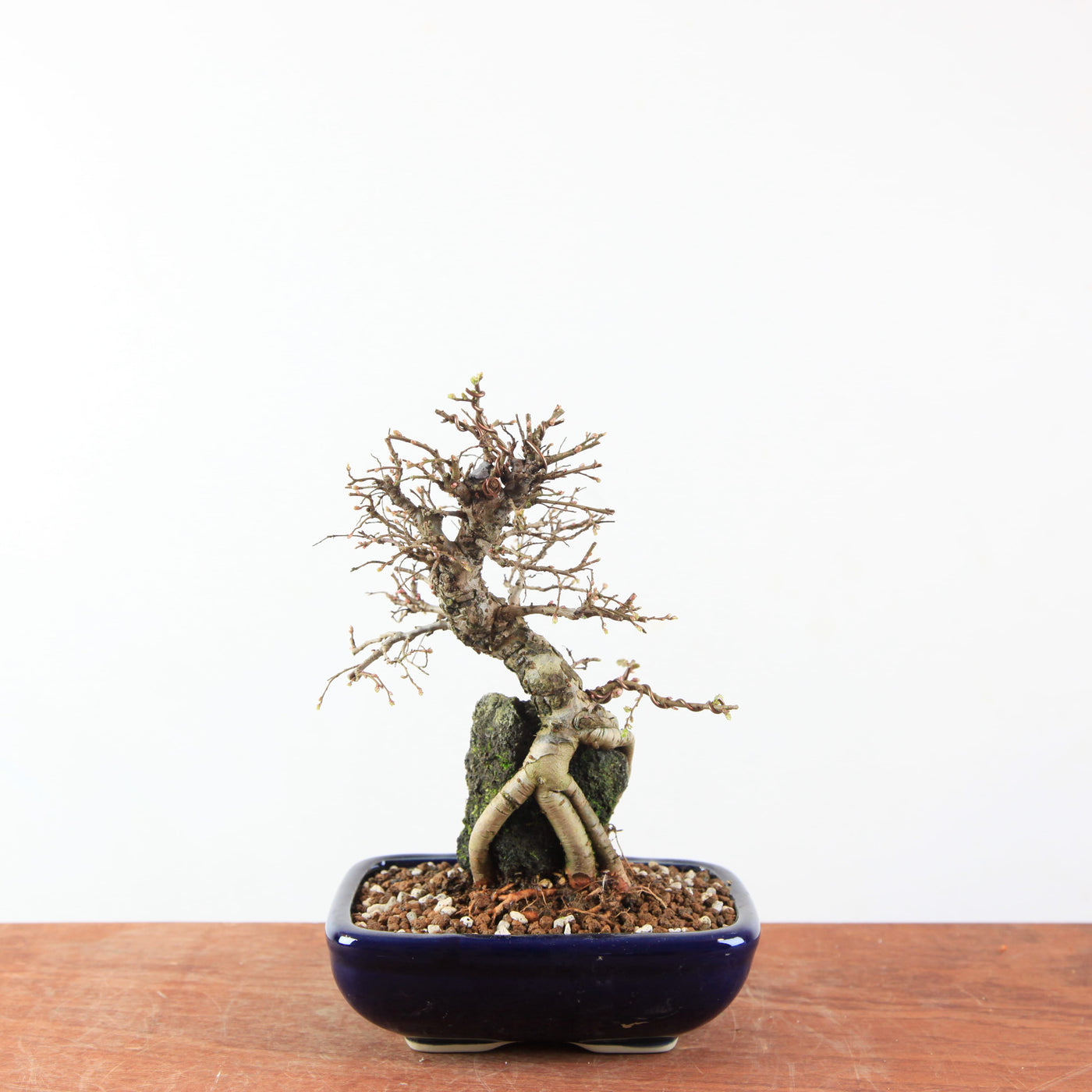 Bonsai Ulmus Parvifolia ‘Kurkbast’ op Steen