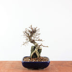 Bonsai Ulmus Parvifolia ‘Kurkbast’ op Steen