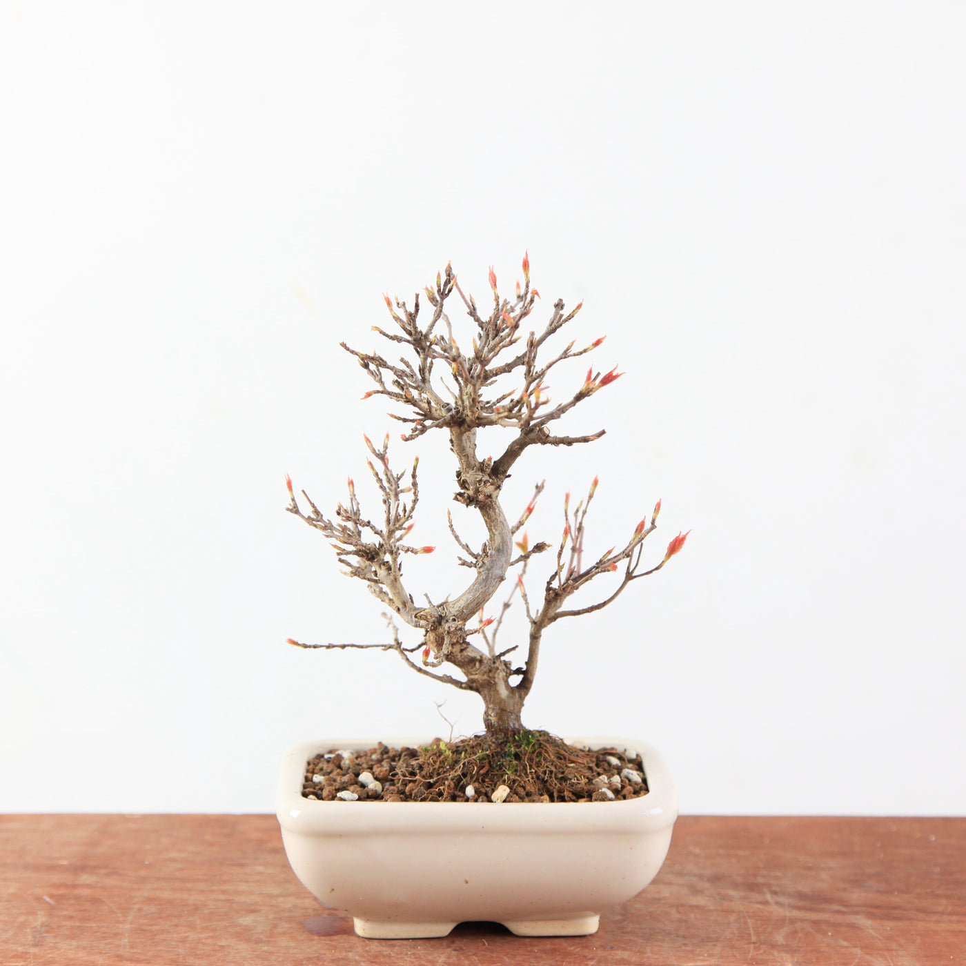 Bonsai Acer Buergerianum - Drietandesdoorn