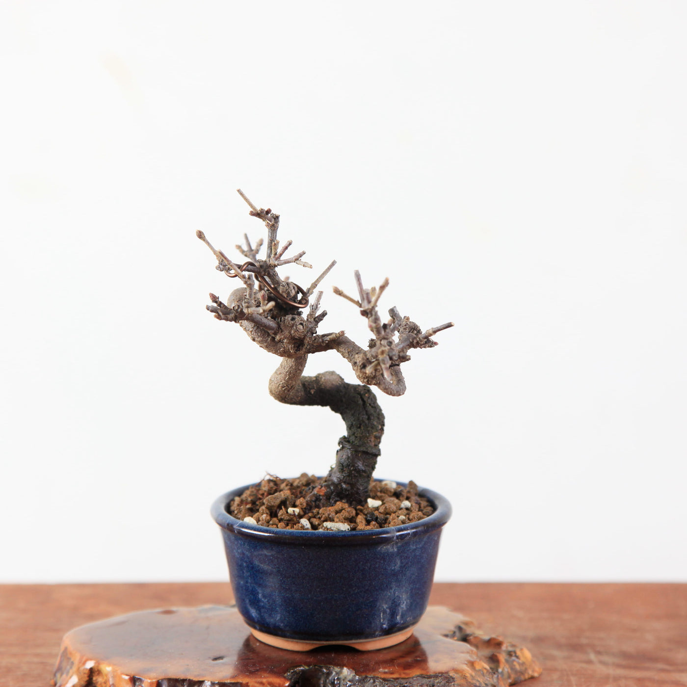 Bonsai Viburnum