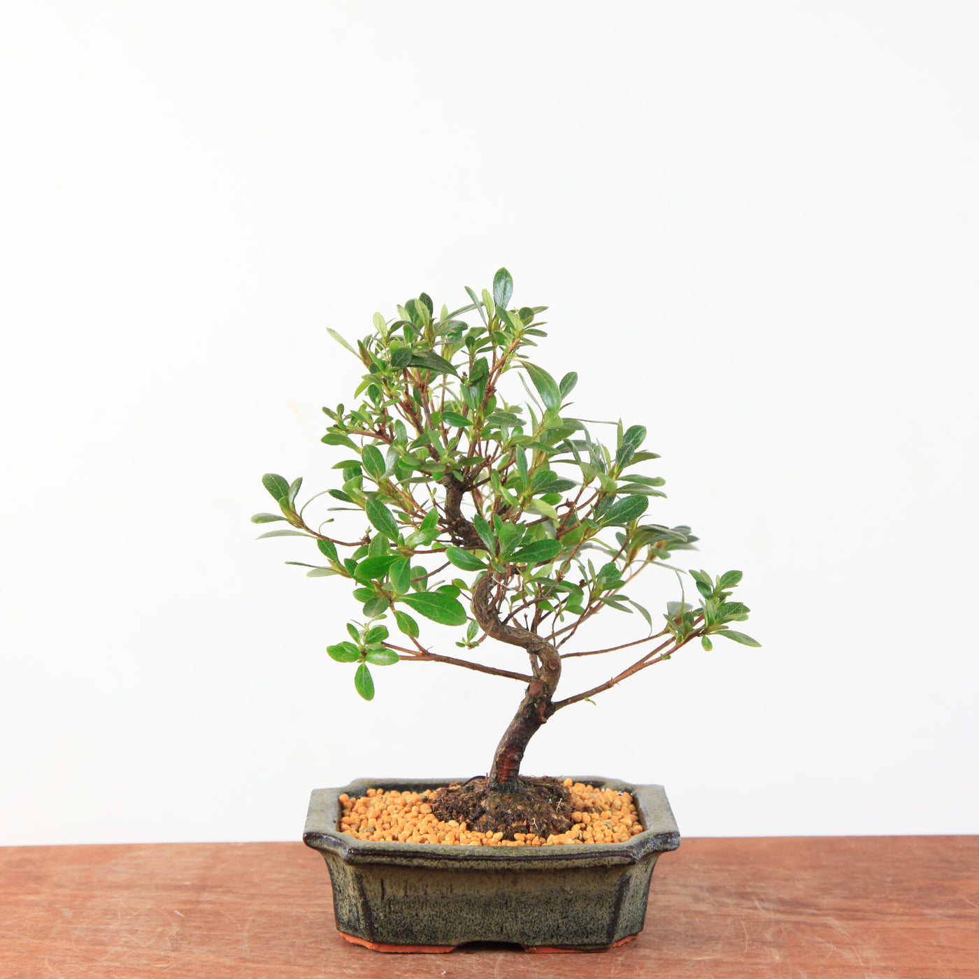 Bonsai Azalea Satsuki 'Beni-Beni'