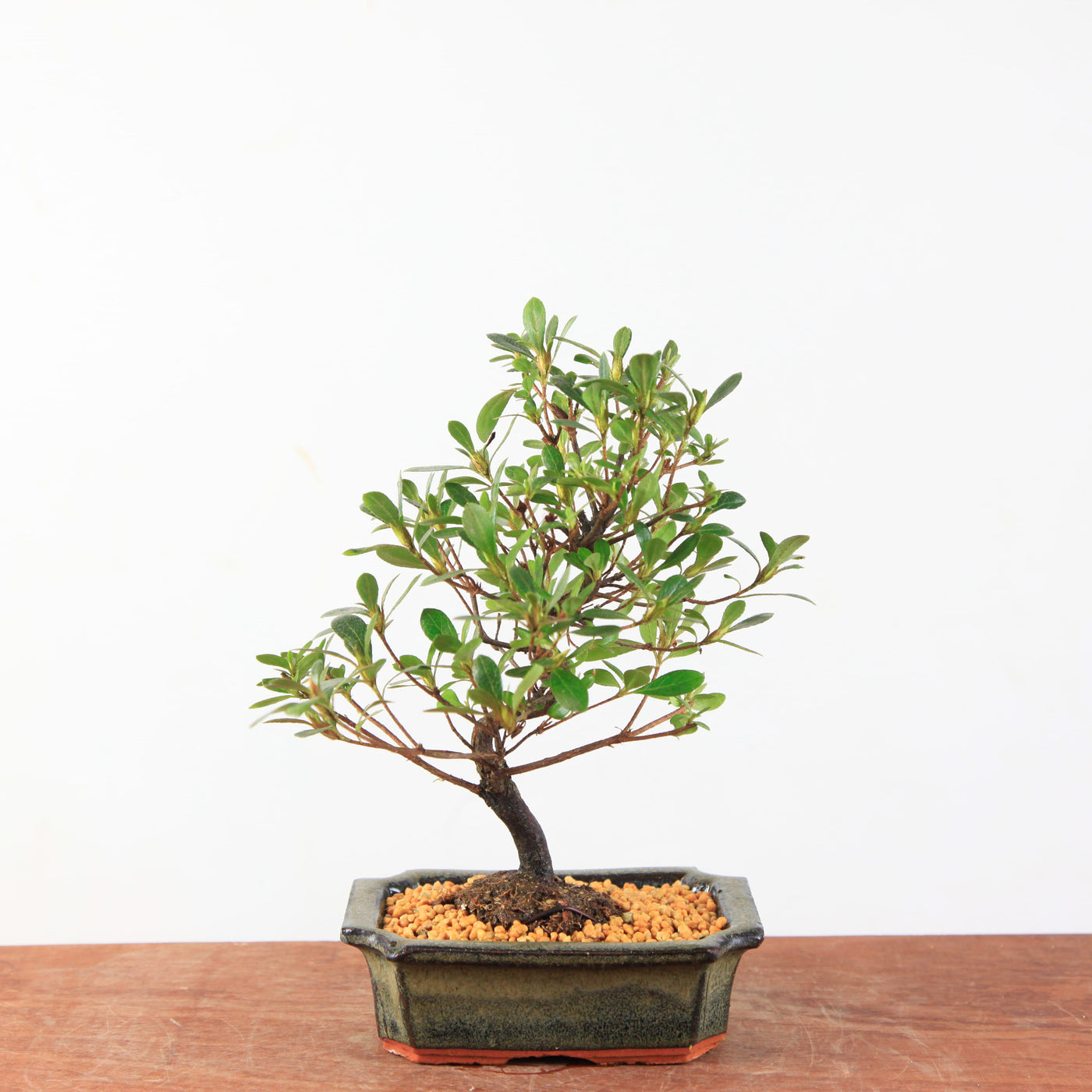 Bonsai Azalea Satsuki 'Beni-Beni'