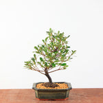 Bonsai Azalea Satsuki 'Beni-Beni'