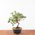 Bonsai Azalea Satsuki 'Beni-Beni'
