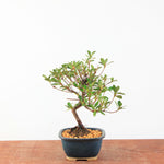 Bonsai Azalea Satsuki 'Beni-Beni'