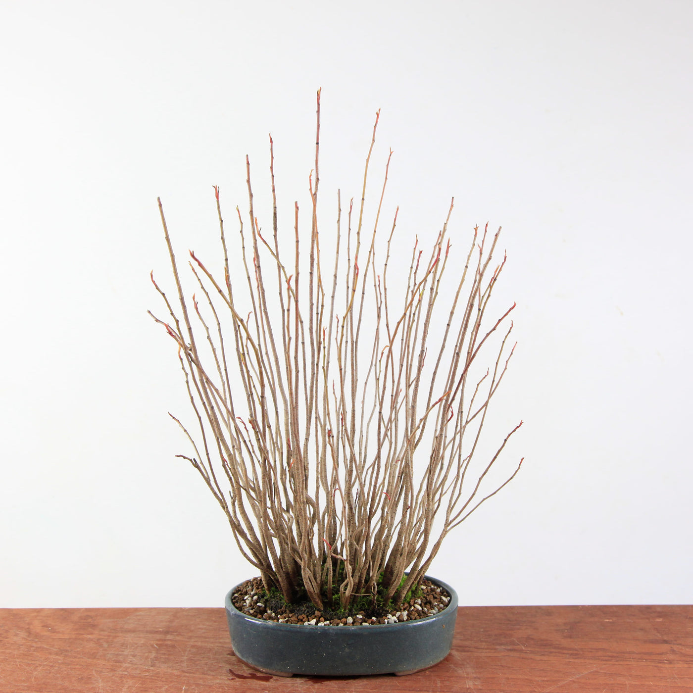 Bonsai Rhus Typhina - Fluweelboom