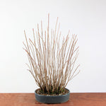 Bonsai Rhus Typhina - Fluweelboom