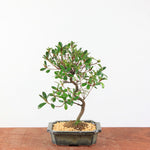 Bonsai Azalea Satsuki 'Beni-Beni'