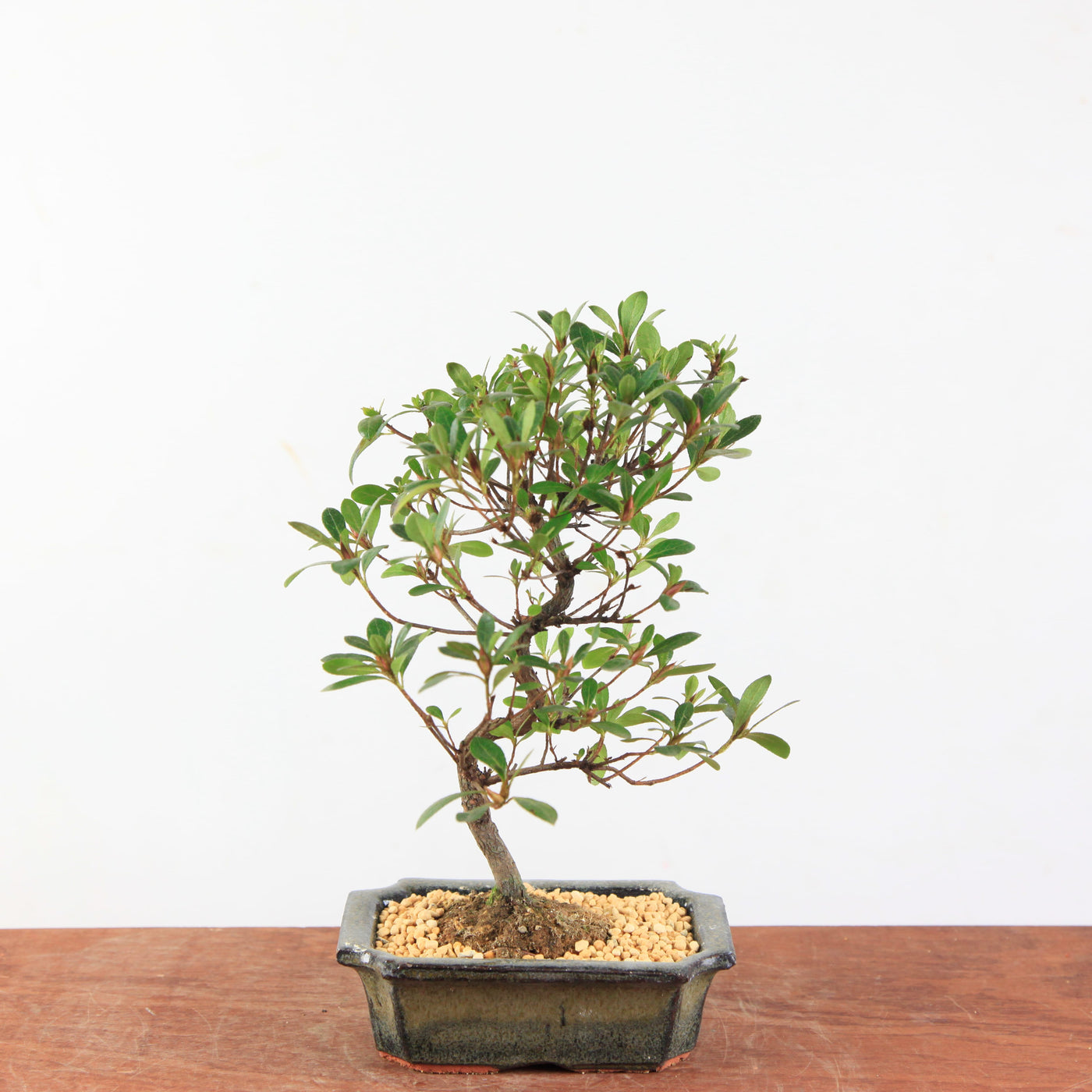 Bonsai Azalea Satsuki 'Beni-Beni'