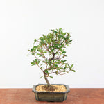 Bonsai Azalea Satsuki 'Beni-Beni'