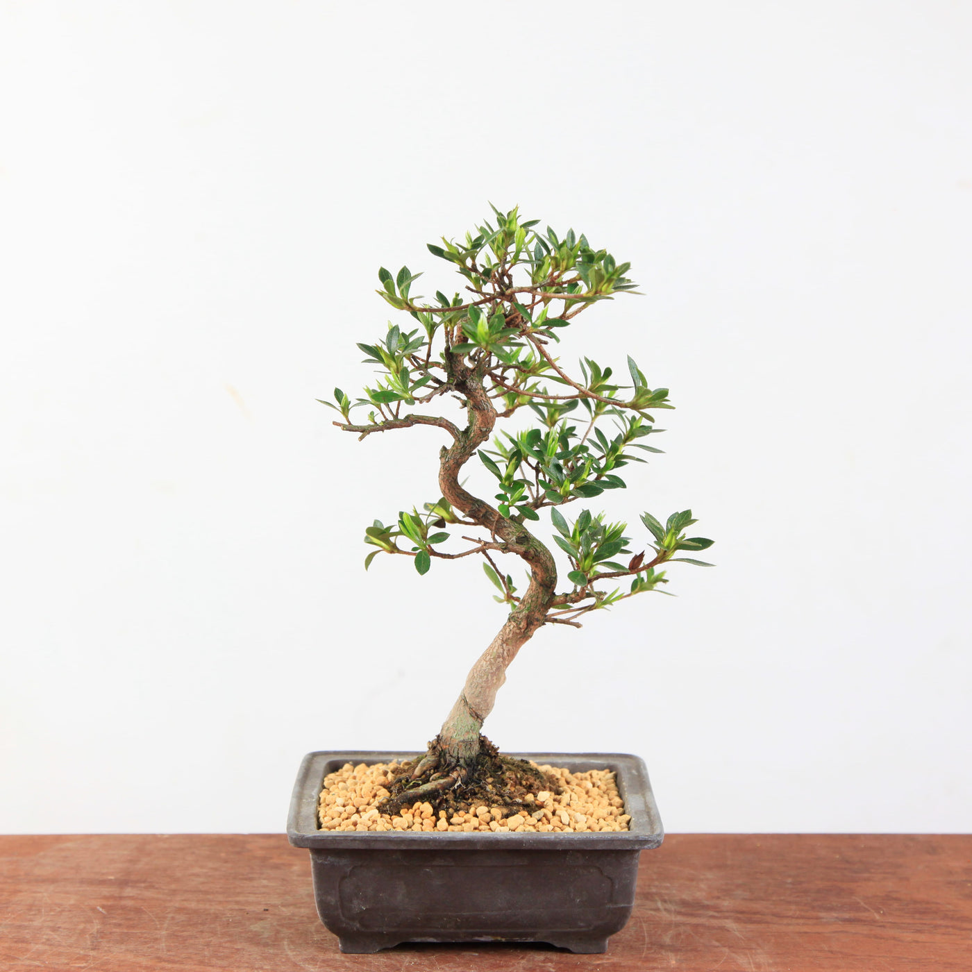 Bonsai Azalea Satsuki 'Ruka'