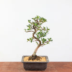 Bonsai Azalea Satsuki 'Ruka'