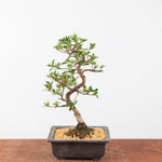 Bonsai Azalea Satsuki 'Ruka'