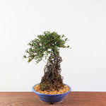 Bonsai Azalea Satsuki 'Hi-no-maru' neagari