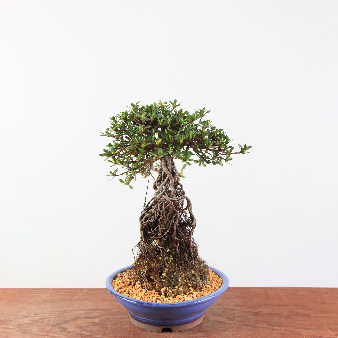Bonsai Azalea Satsuki 'Hi-no-maru' neagari