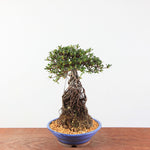 Bonsai Azalea Satsuki 'Hi-no-maru' neagari
