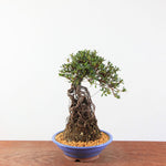 Bonsai Azalea Satsuki 'Hi-no-maru' neagari