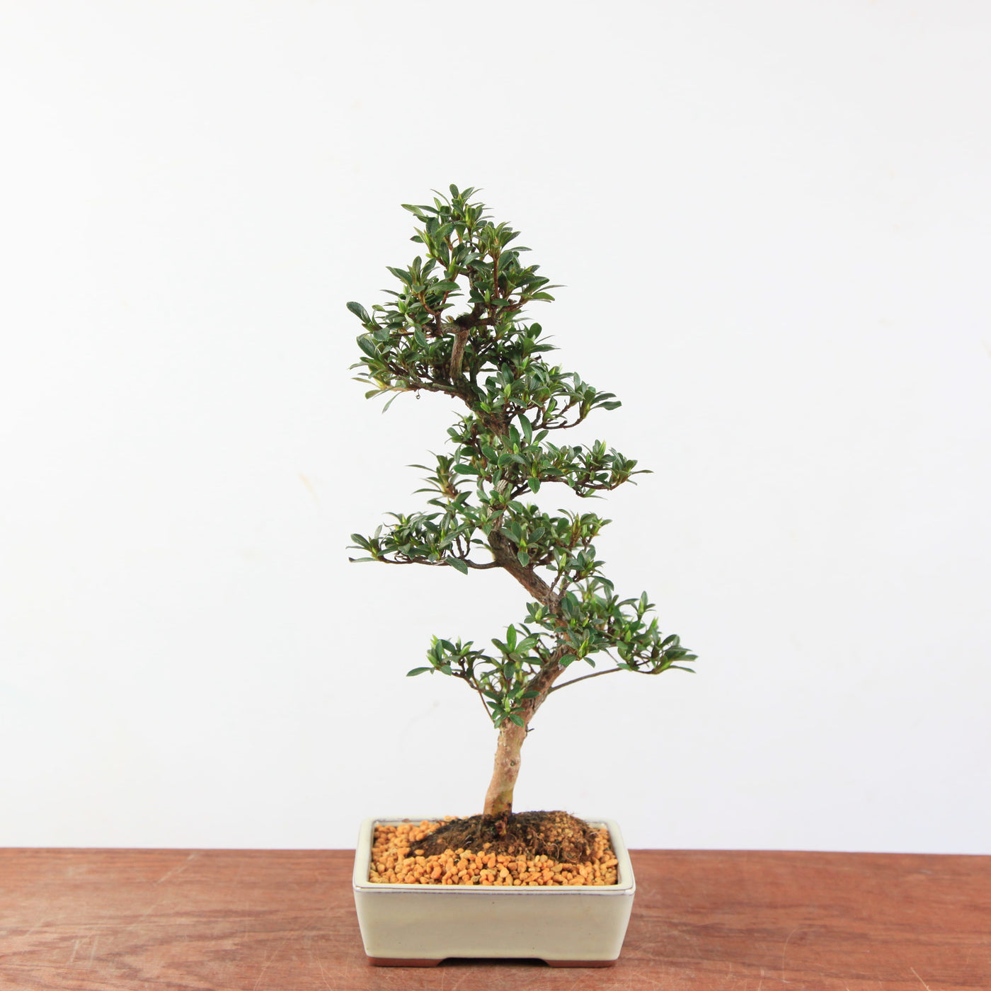 Bonsai Azalea Satsuki 'Jukokan'