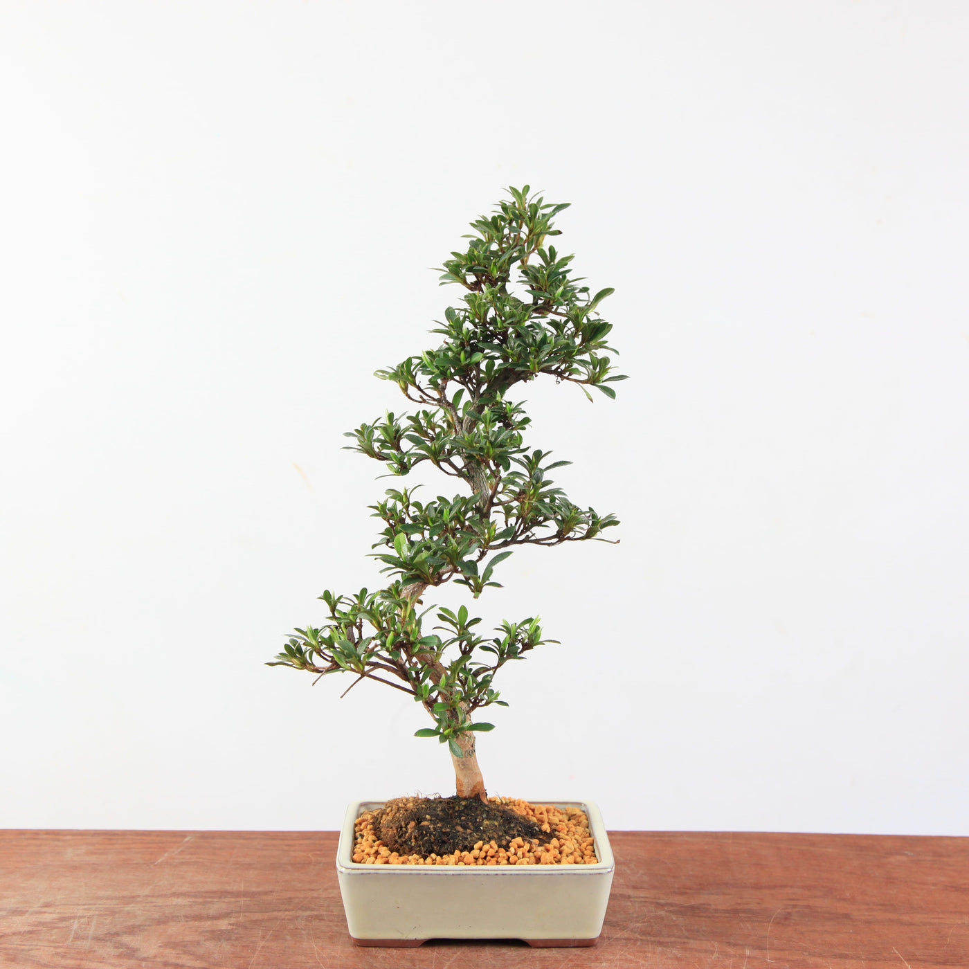Bonsai Azalea Satsuki 'Jukokan'