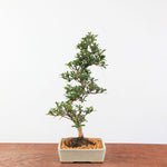 Bonsai Azalea Satsuki 'Jukokan'