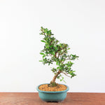 Bonsai Azalea Satsuki 'hanamaiko'