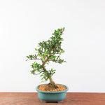 Bonsai Azalea Satsuki 'hanamaiko'