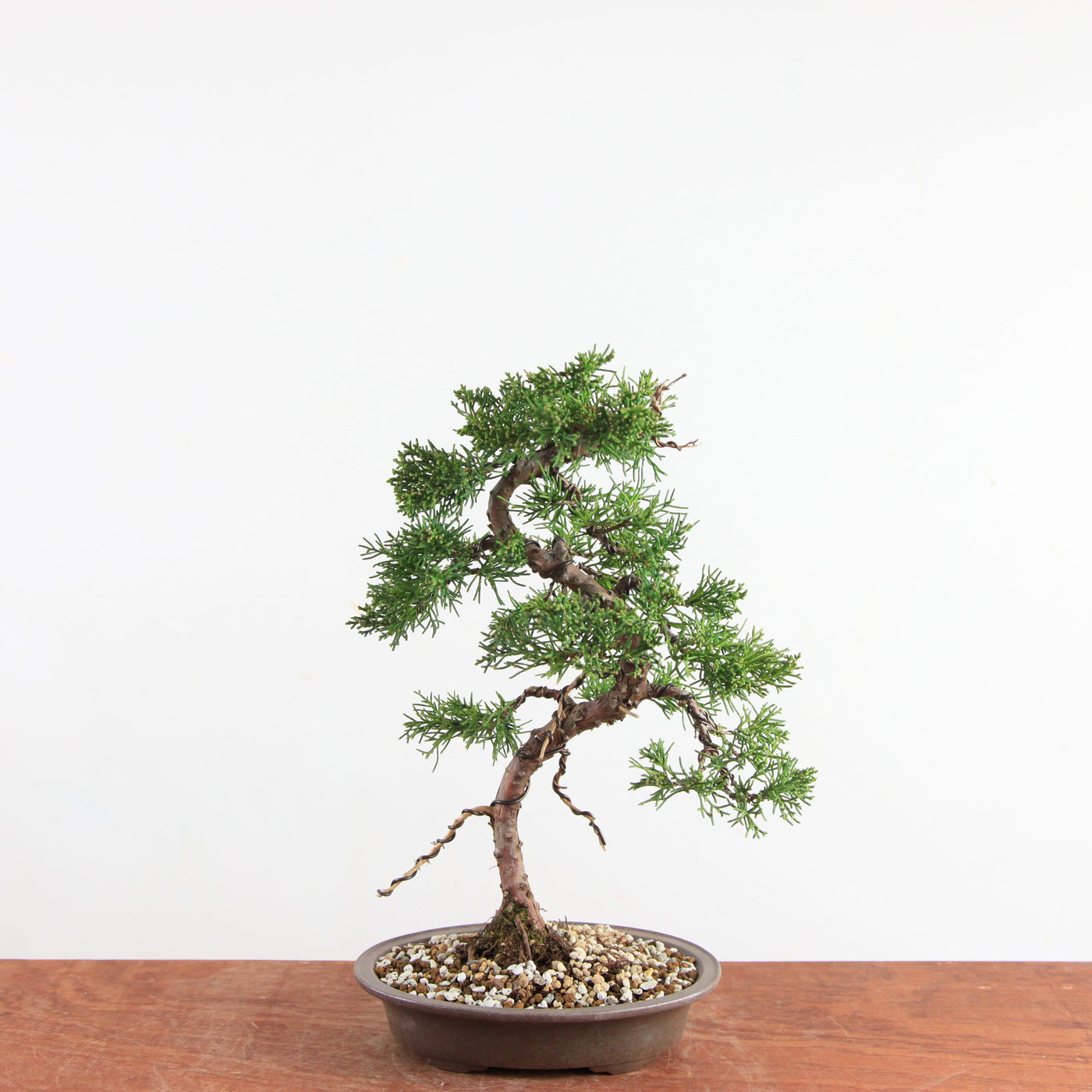 Bonsai Juniperus Chinensis