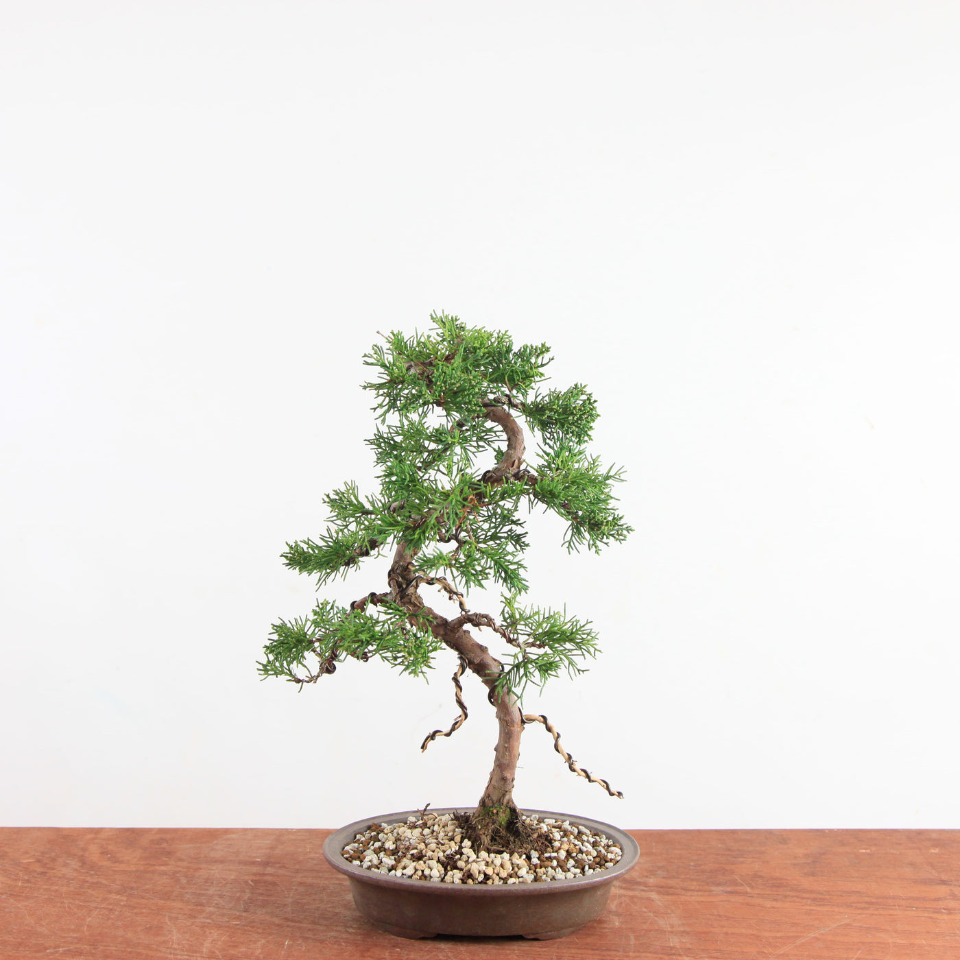 Bonsai Juniperus Chinensis