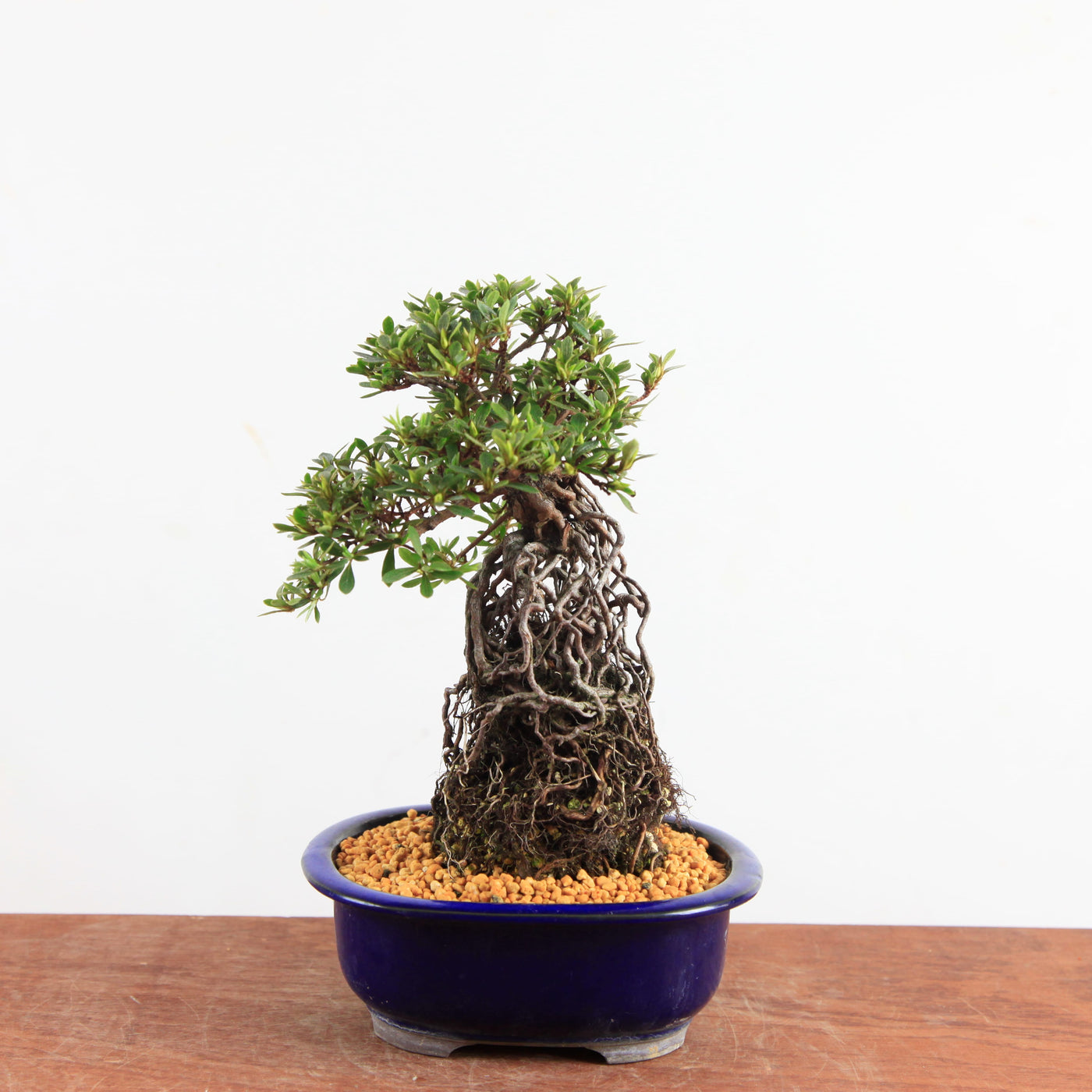 Bonsai Azalea Satsuki 'nissho-no-hikari' neagari