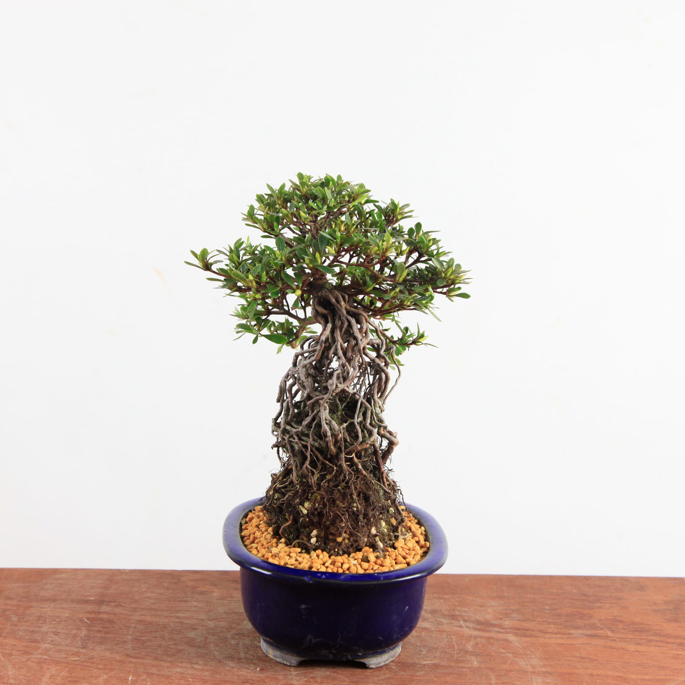 Bonsai Azalea Satsuki 'nissho-no-hikari' neagari