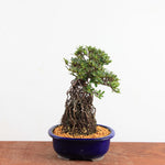 Bonsai Azalea Satsuki 'nissho-no-hikari' neagari