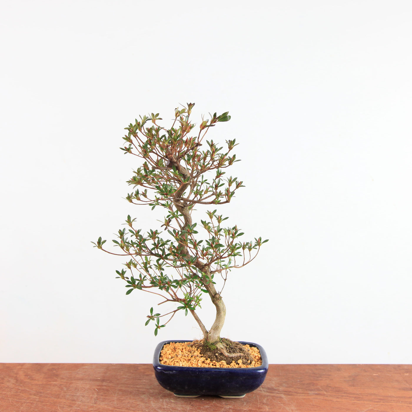 Bonsai Azalea Satsuki 'miraibashi'