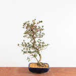 Bonsai Azalea Satsuki 'miraibashi'