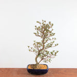 Bonsai Azalea Satsuki 'miraibashi'