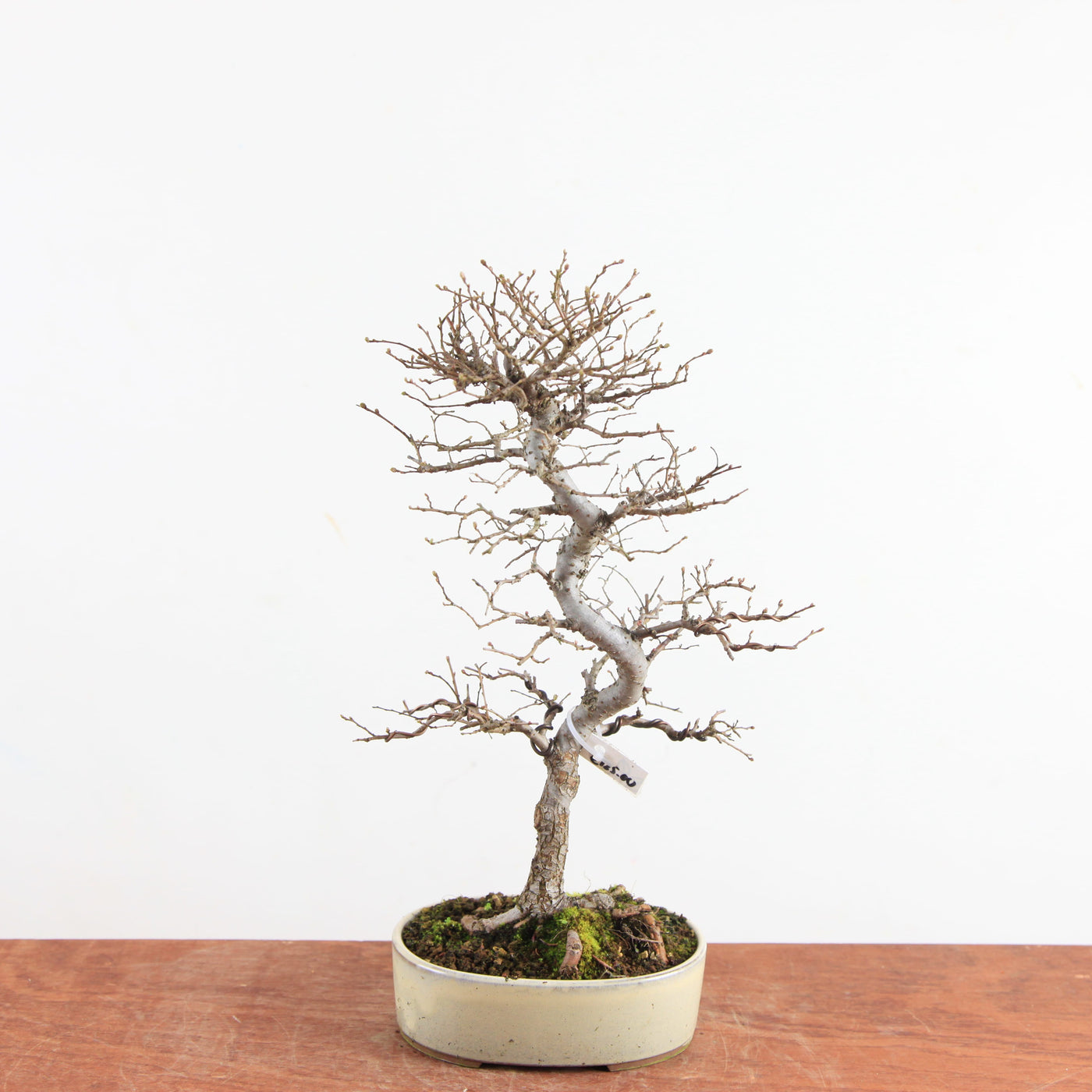 Bonsai Ulmus Parvifolia