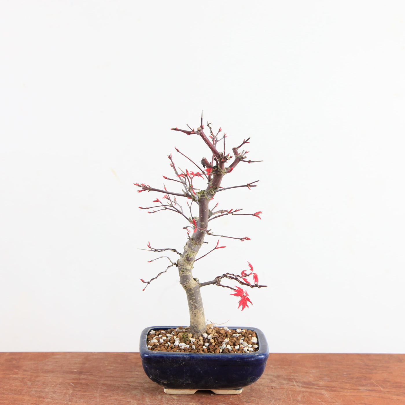 Bonsai Acer Palmatum Deshojo