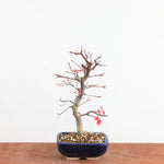Bonsai Acer Palmatum Deshojo