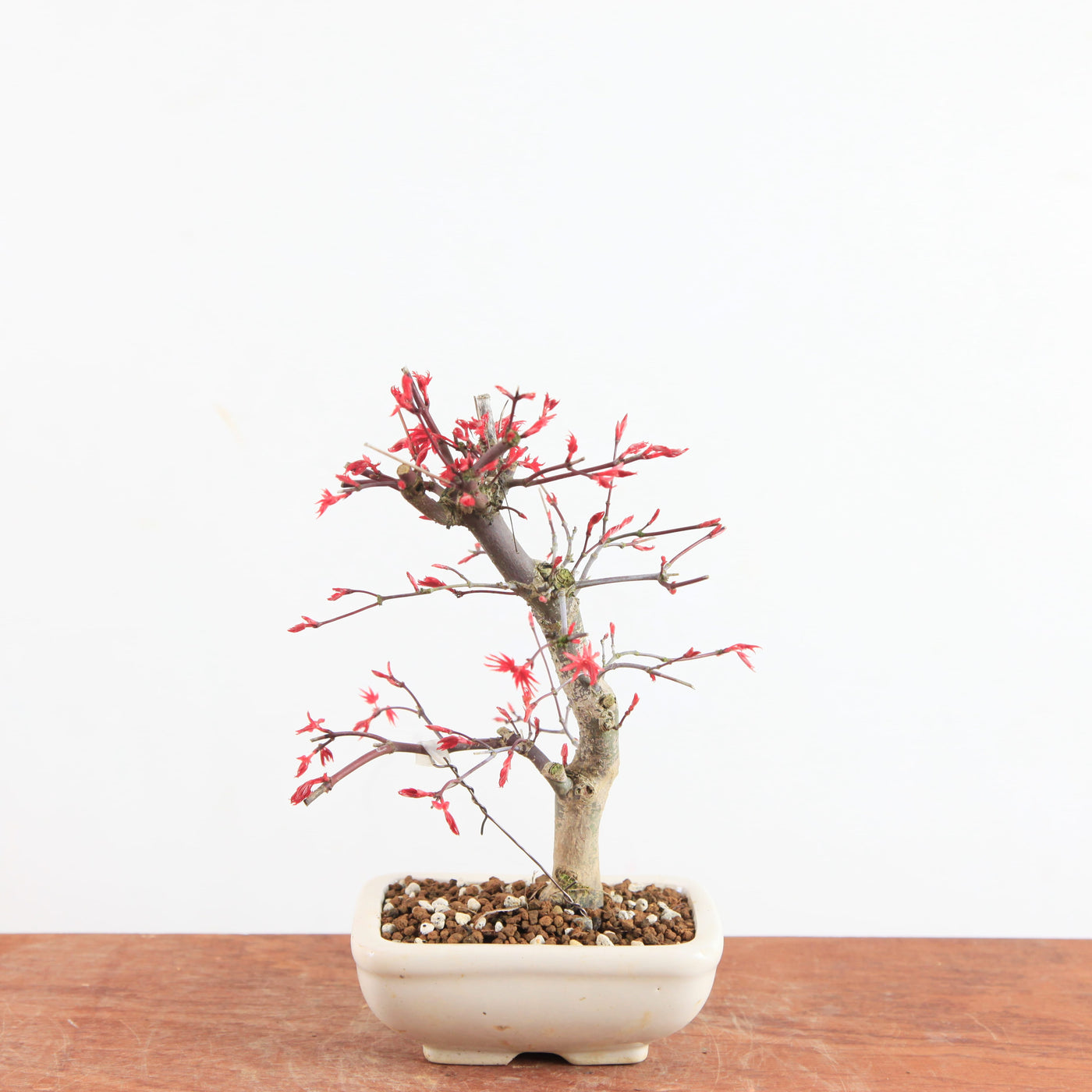 Bonsai Acer Palmatum Deshojo