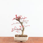 Bonsai Acer Palmatum Deshojo