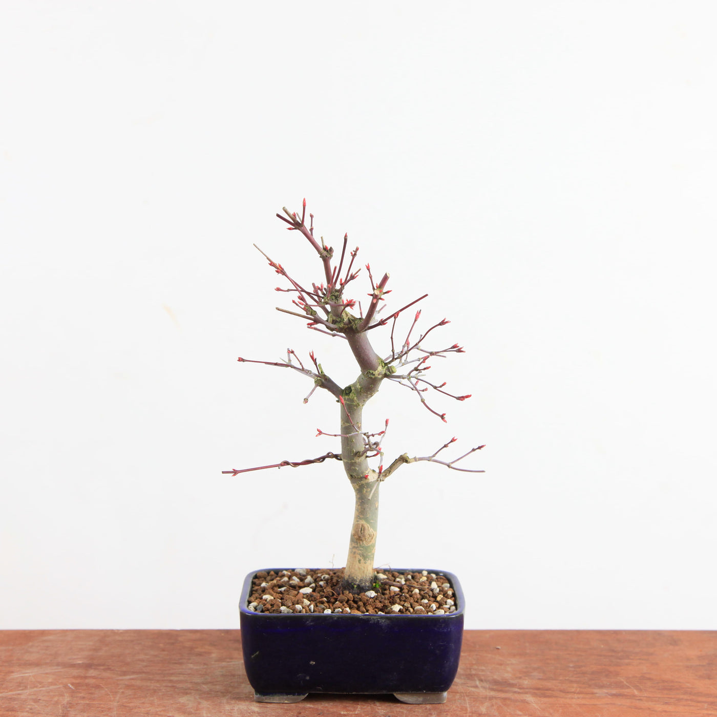 Bonsai Acer Palmatum Deshojo