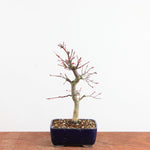 Bonsai Acer Palmatum Deshojo