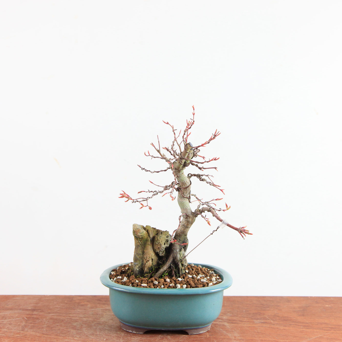 Bonsai Acer Palmatum (Japanse Esdoorn) op Steen