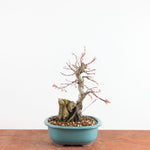 Bonsai Acer Palmatum (Japanse Esdoorn) op Steen