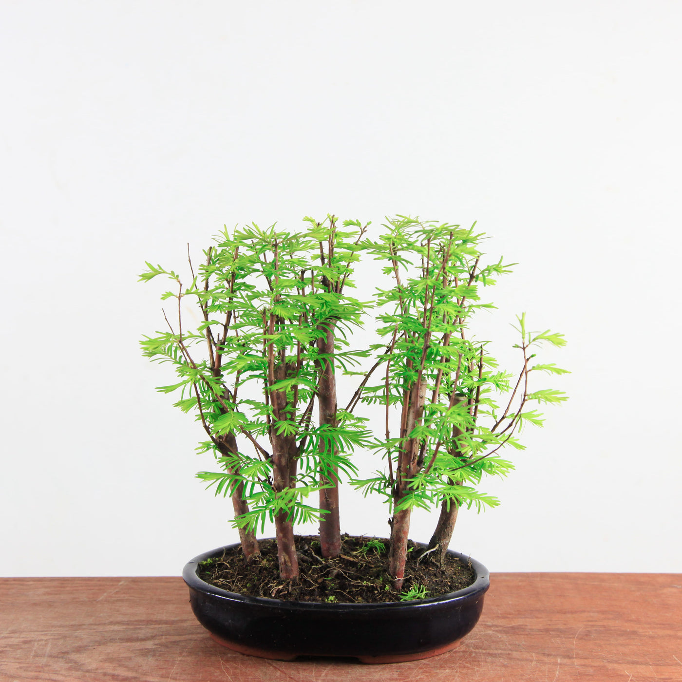 Bonsai Metasequoia - Watercipres