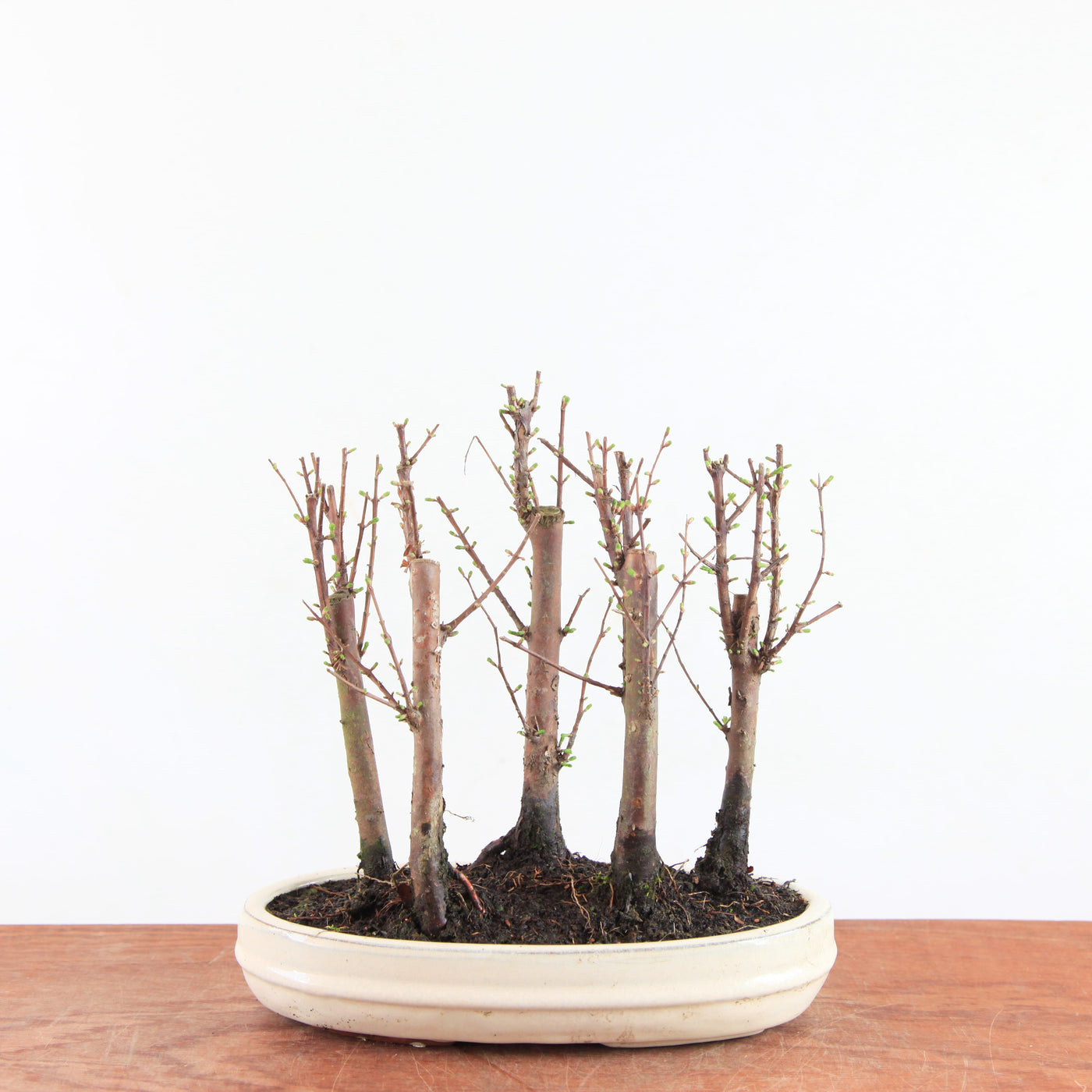 Bonsai Metasequoia - Watercipres