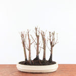 Bonsai Metasequoia - Watercipres
