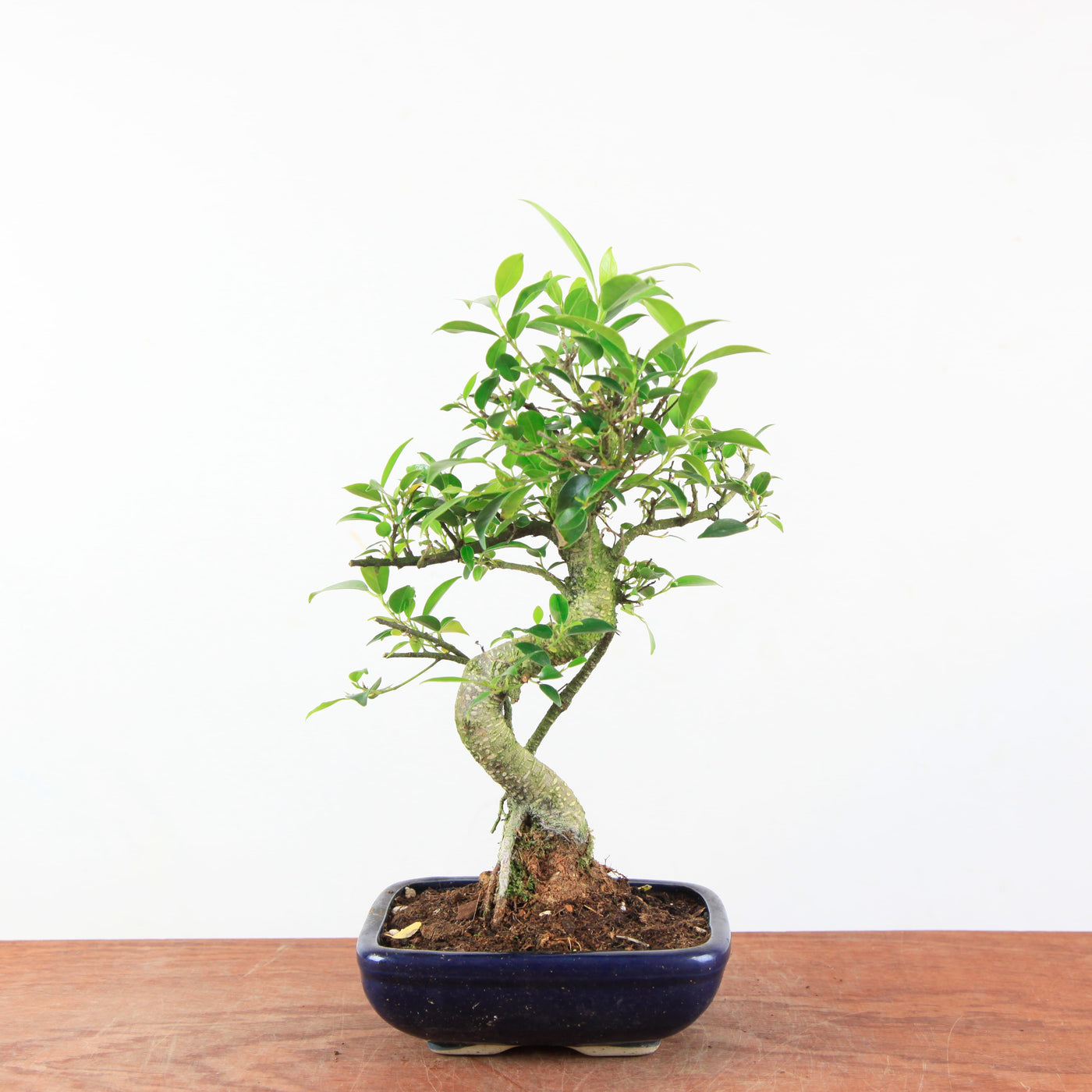 Bonsai Ficus Retusa - Binnenbonsai
